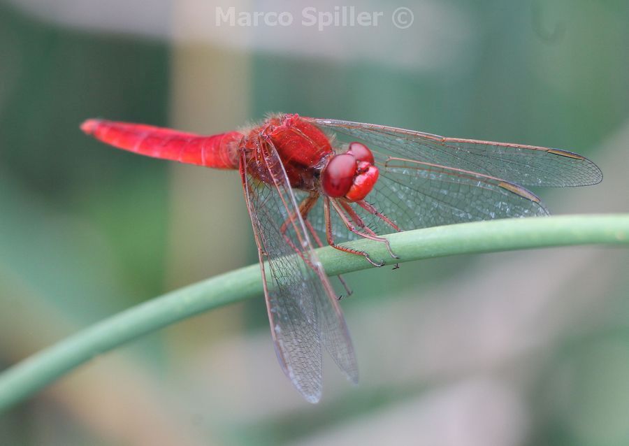 Crocothemis erythraea - immagini + video